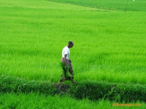 a farmer in paddy field
